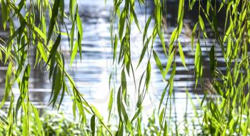 Green willow leaves with blue lake water background. Selective focus