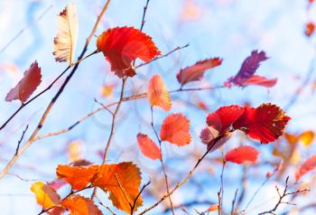 Beautiful autumn red and orange leaves above bright blue sky. Selective focus