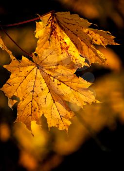 Orange autumn maple leaves background. Selective focus