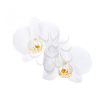 Phalaenopsis. Two white orchid flowers isolated on white background