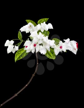 Clerodendron thomsoniae flowers isolated on black. Flowering plant in the genus Clerodendrum of the family Lamiaceae, native to tropical west Africa.