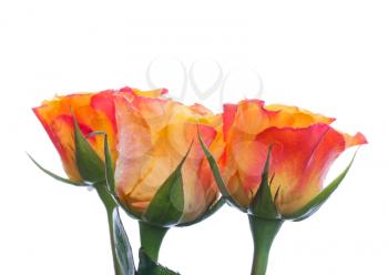 Three wet red and yellow rose flowers isolated on white
