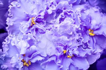 Beautiful Purple Decorative Terry Violet Flowers Close-up Background