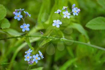 Wet Forget me not flowers in spring forest