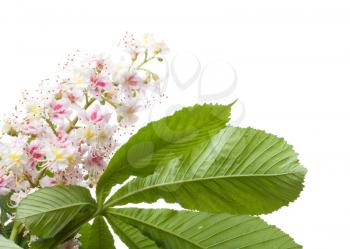 Chestnut flower macro photo with leaves isolated on white