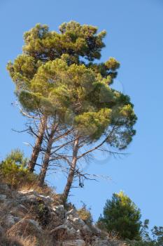 Group of bright pine trees grows on the rock with clear blue sky on a background
