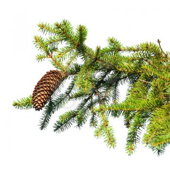 Macro photo of fir tree branch with cone isolated on white