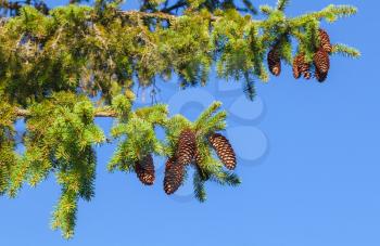 Fir tree branches above blue clear sky