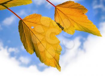 Yellow autumnal leaves above bright cloudy sky background