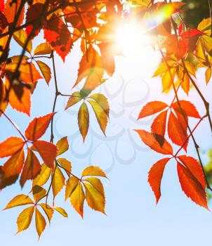 Colorful red and yellow autumn leaves in the sunshine with flare