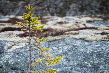Small green fir tree growing on coastal stones in Norway