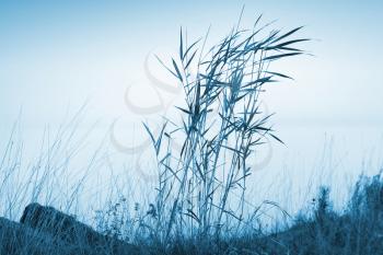 Blue coastal landscape with reed and lake water in foggy morning