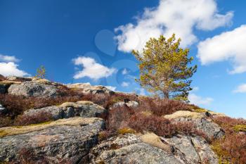 Small pine tree grows on rocky mountain in Norway