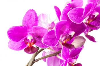 Macro photo of small pink orchid flowers isolated on white background