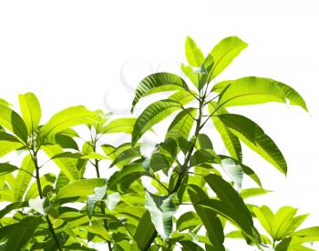 Leaves of tropical tree isolated on white background