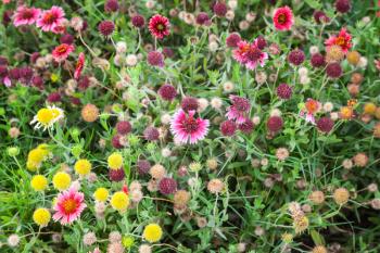 Colorful decorative flowers on the summer meadow