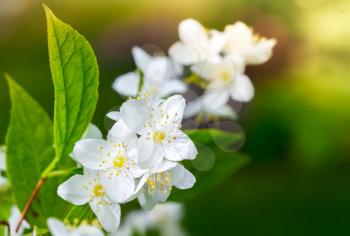 White jasmine flowers on the branch, macro photo with selective focus