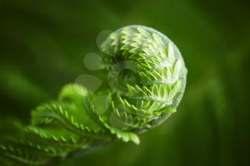 Macro photo of young fern sprout with selective focus