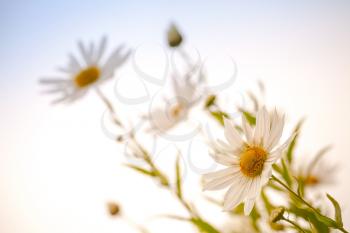 Macro photo of big white daisies above bright blue sky, toned effect, selective focus
