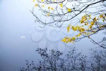 Autumnal yellow leaves on coastal tree branches with reflections in cold blue still lake water