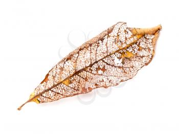 Dry orange autumnal leaf isolated on white background