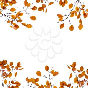 Autumn background frame. Yellow leaves on the branches isolated on white