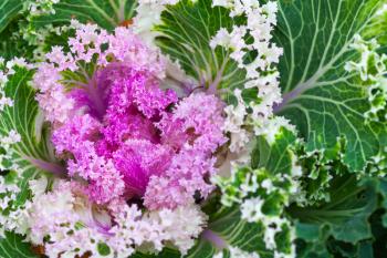 Pink decorative cabbage, closeup photo with selective focus