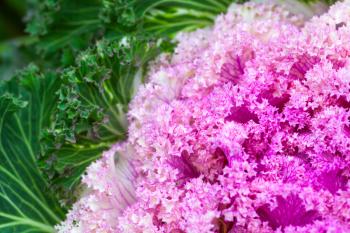 Pink decorative cabbage, close-up photo with selective focus