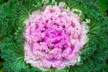 Pink decorative cabbage, close up photo with selective focus