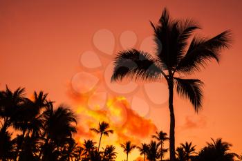 Coconut palm trees silhouettes over bright red sky. Natural photo background