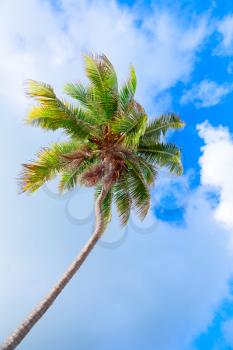 Coconut palm tree over bright cloudy blue sky
