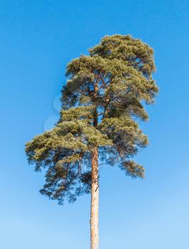 Detailed photo of European pine tree over blue sky background