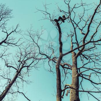 Leafless bare trees over sky background. Natural background photo, tonal correction filter effect, vintage style