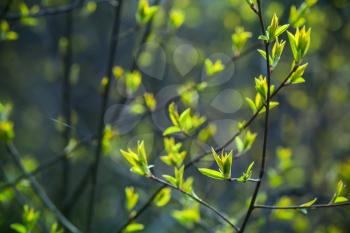 Branches with bright young green leaves in a spring European forest, close-up photo with selective focus and shallow DOF