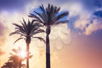 Palm trees and shining sun over cloudy sky background. Vintage style. Photo with colorful toned filter effect
