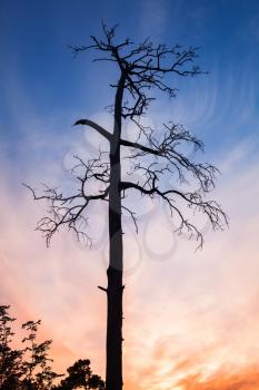 Dry dead European pine tree on colorful evening sky background