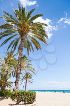 Palm trees grow on sandy beach in Spain, Mediterranean sea coast