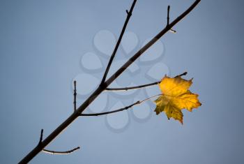 Last yellow autumn leaf on the maple tree branch