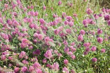 Red flowers of clover on dry meadow