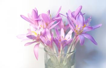 Close up of saffron crocus flowers on white background