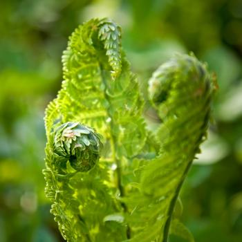 Young green fern