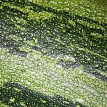 Abstract green squash detailed background texture