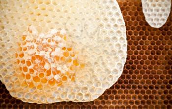 Fresh honeycomb background texture