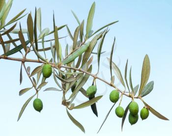 Green olive branch photo above blue background