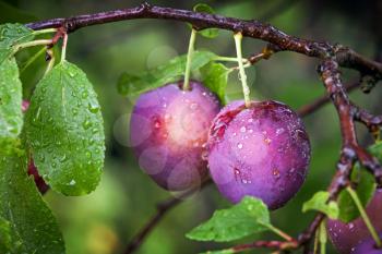 Two ripe red plums on the branch with dew droplets