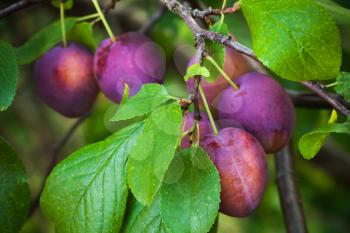 Ripe red plums on the branch with leaves