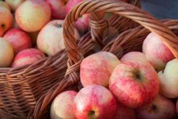 Red and yellow apples lay in the baskets, autumn garden harvest