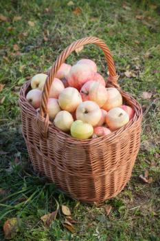 Colorful apples lay in the basket on grass