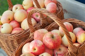Natural fresh red and yellow apples lay in the baskets, autumn garden harvest