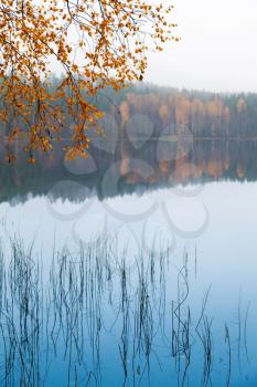 Autumn yellow birch leaves over still lake water in cold foggy morning